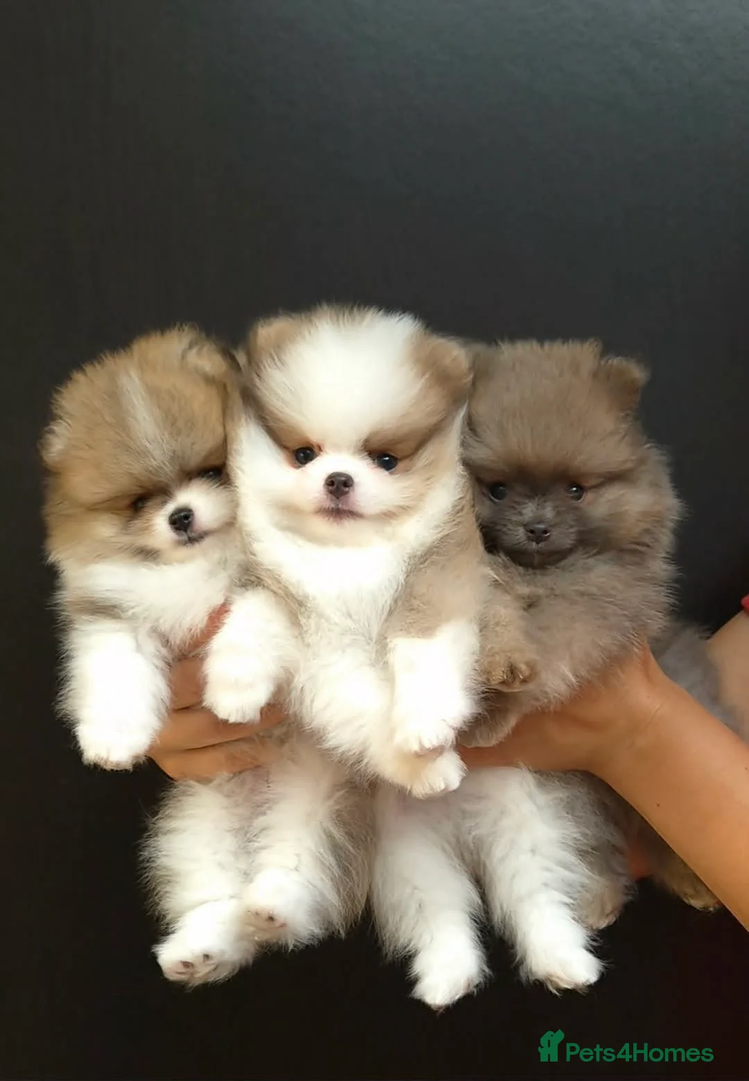 Pomeranian dogs for sale: High Quality Show Pomeranian puppies Champion Mum - Advert 1