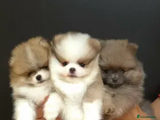 Pomeranian dogs High Quality Show Pomeranian puppies Champion Mum - Advert 8