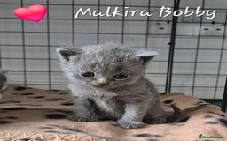British Shorthair cats for sale: Stunning Champion Bloodline TICA reg kittens - Image 13