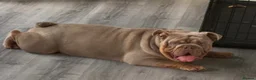 English Bulldog dogs for sale: English bulldog  - Advert 4