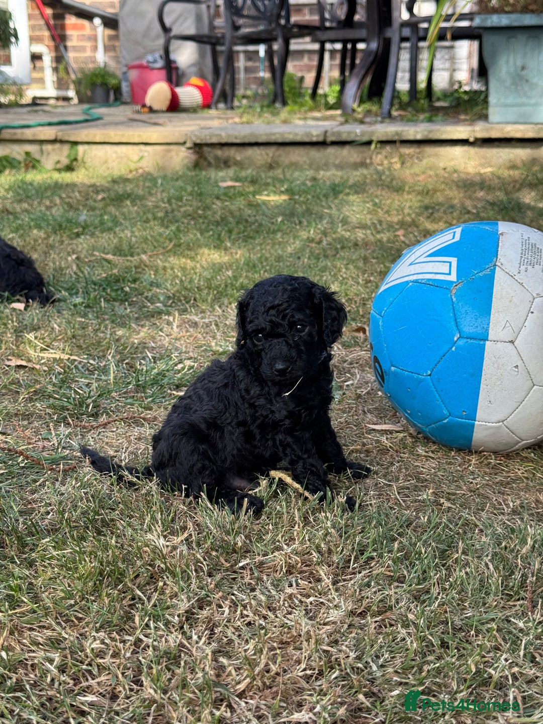 Miniature Poodle dogs for sale: DNA Health tested.Miniature KC Poodle Puppies - Image 7