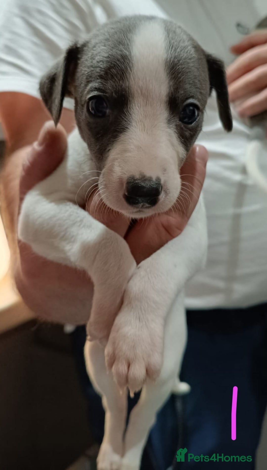 Whippet dogs for sale: Beautiful litter of Whippets - Image 6