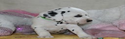 Dalmatian dogs for sale: Top quality Dalmatian puppies - Advert 13