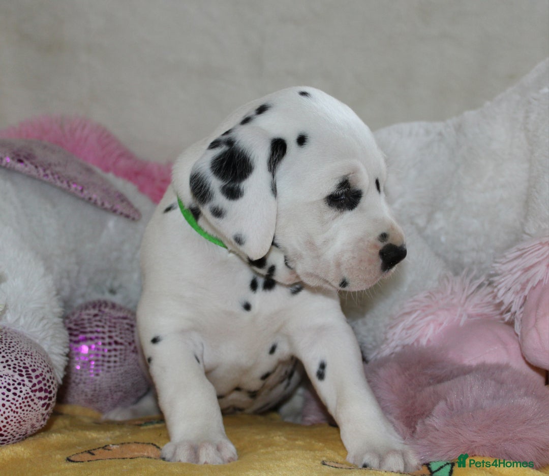 Dalmatian dogs for sale: Top quality Dalmatian puppies - Advert 13