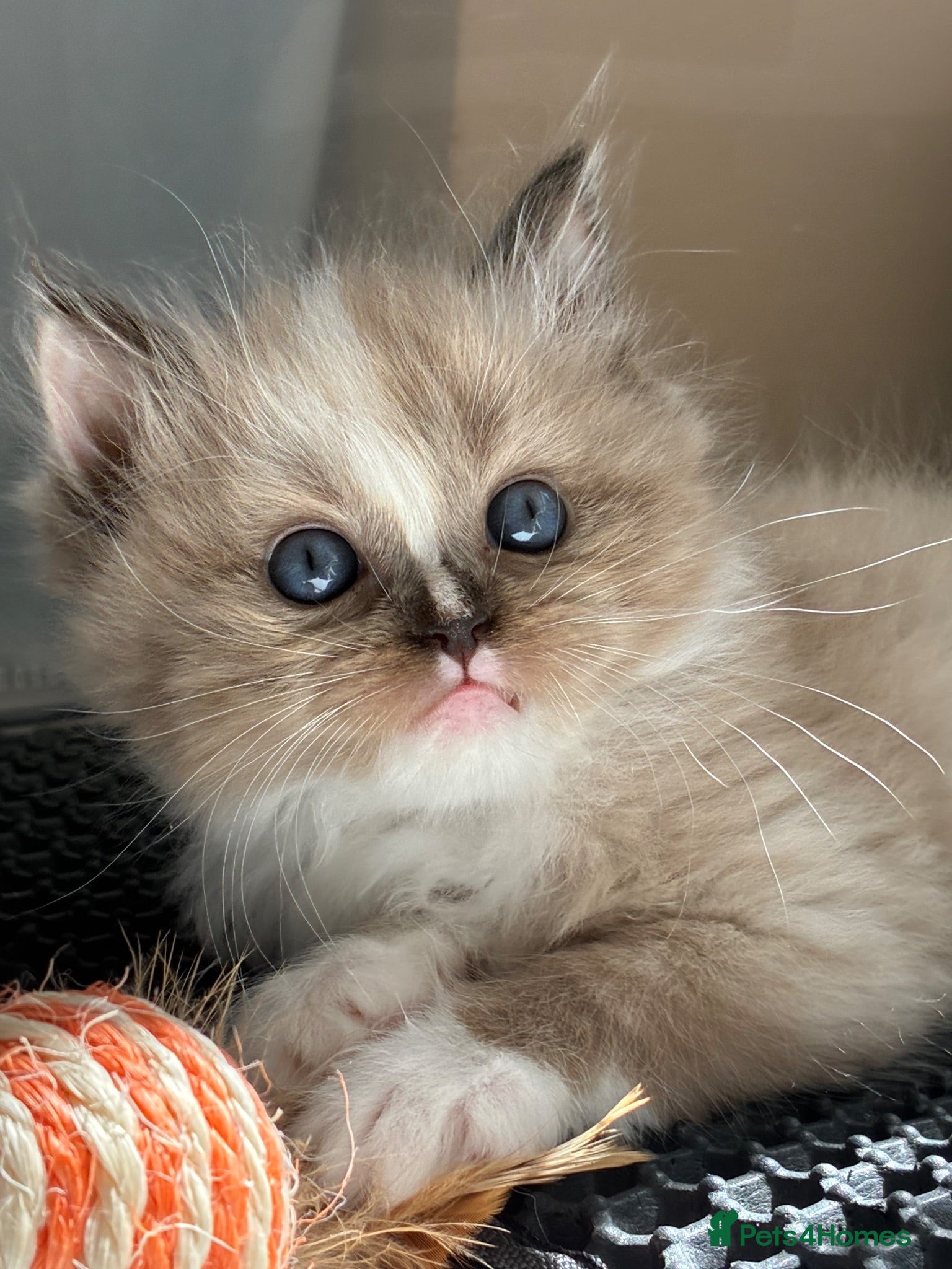 Ragdoll cats Registered pedigree cherubim ragdolls - Advert 5