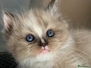 Ragdoll cats Registered pedigree cherubim ragdolls - Advert 2