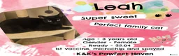 Domestic Shorthair cats for sale: Kittens & cats for adoption  - Advert 17