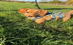 Dachshund dogs for adoption: Cheeky pup, Toby is in Romford, Essex - Image 5