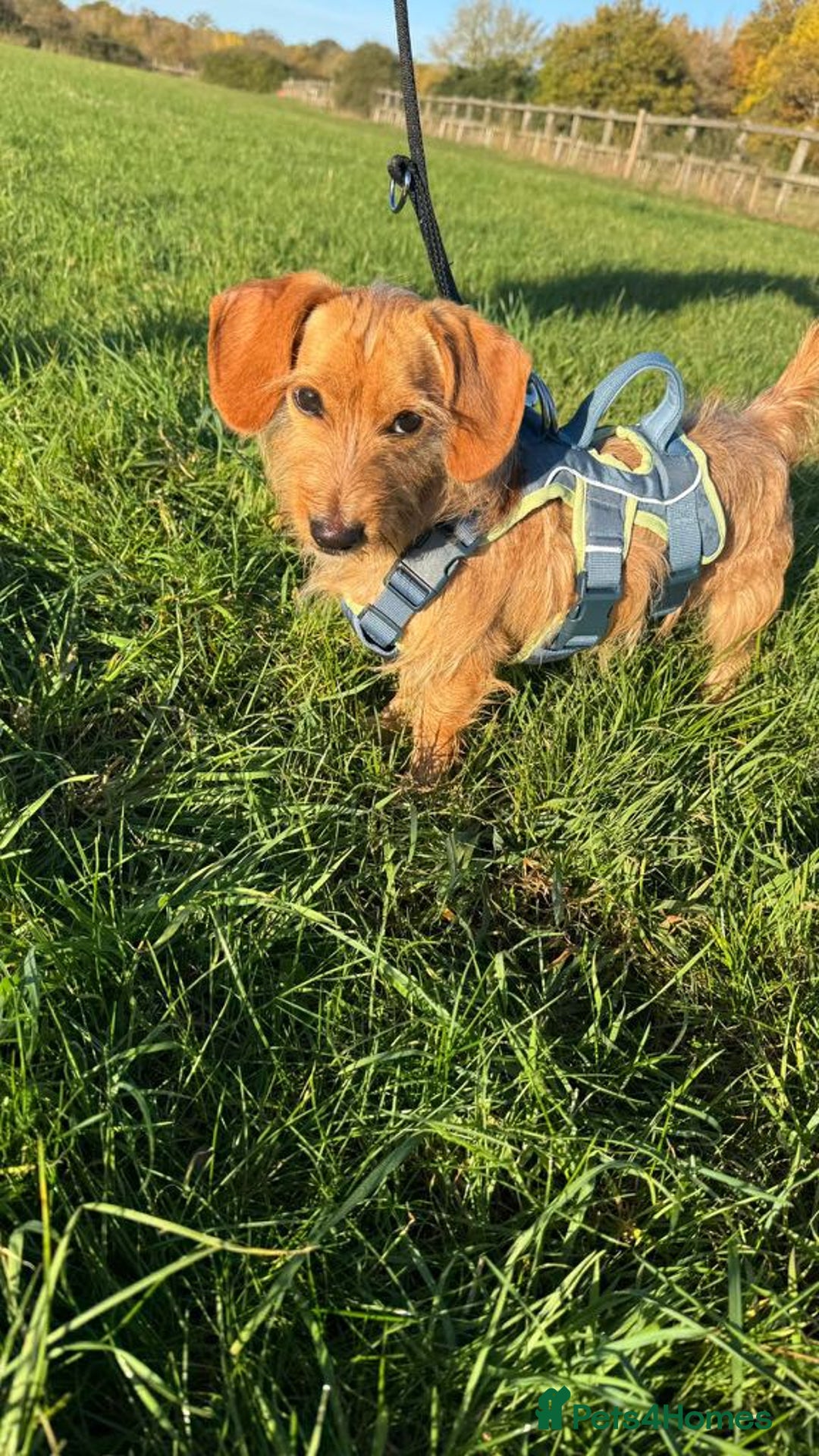 Dachshund dogs for adoption: Cheeky pup, Toby is in Romford, Essex - Image 5