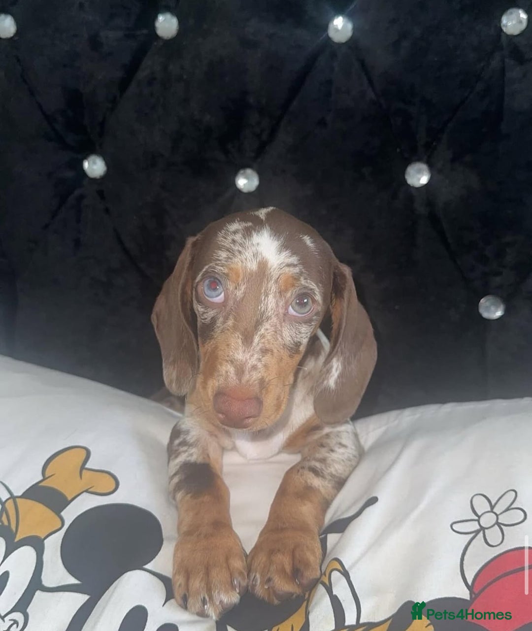 Dachshund dogs for sale: Miniature Dachshund  - Image 7