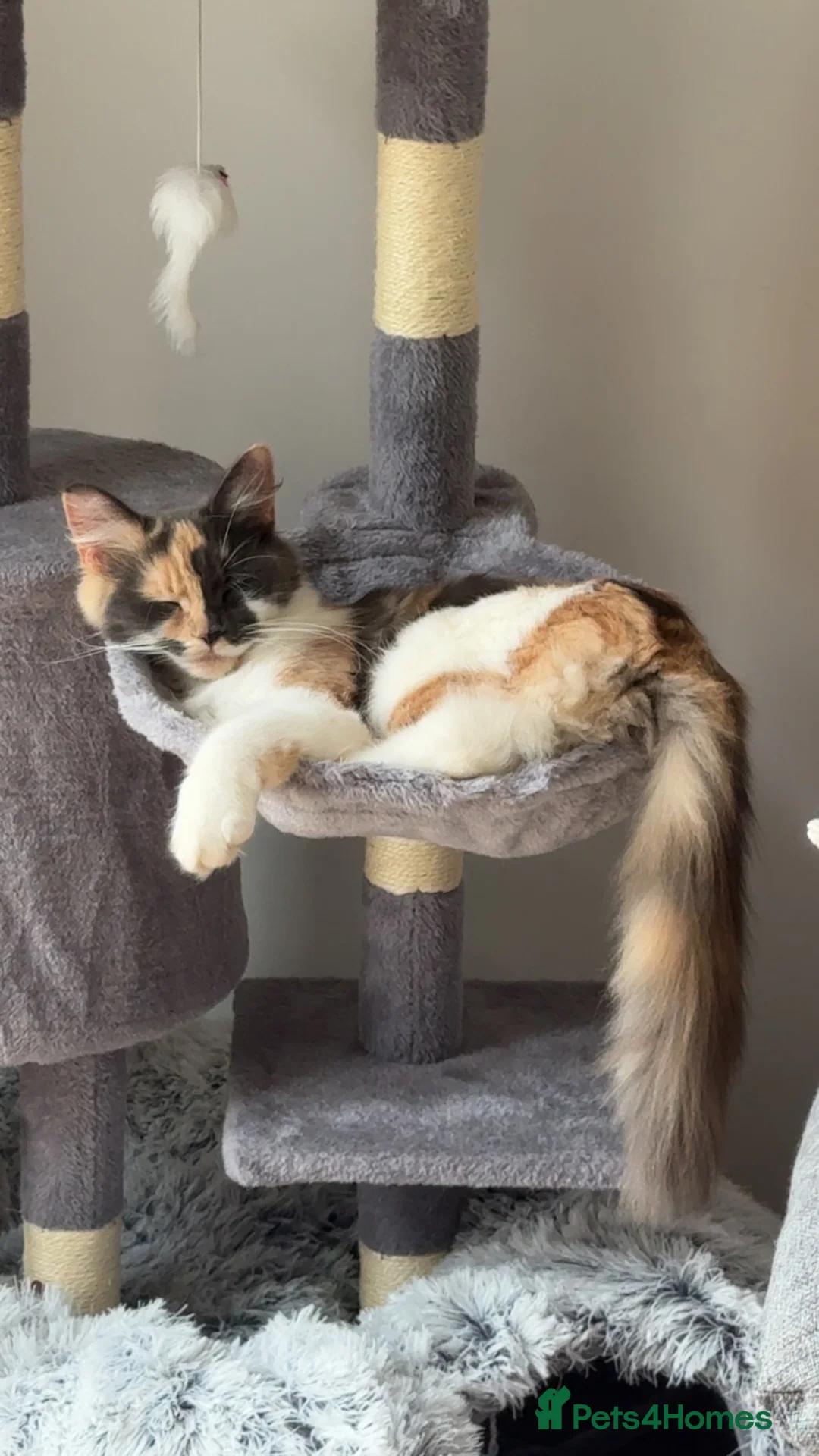 Mixed Breed cats for sale: Re homing  in Scunthorpe - Advert 3