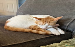 Mixed Breed cats for adoption: SUPER friendly indoor Daisy - Image 4