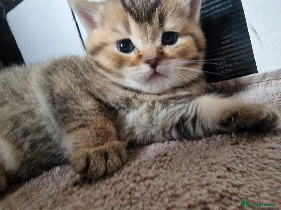 British Shorthair cats for stud: British shorthair Gold Ny12 in Nottingham - Advert 16