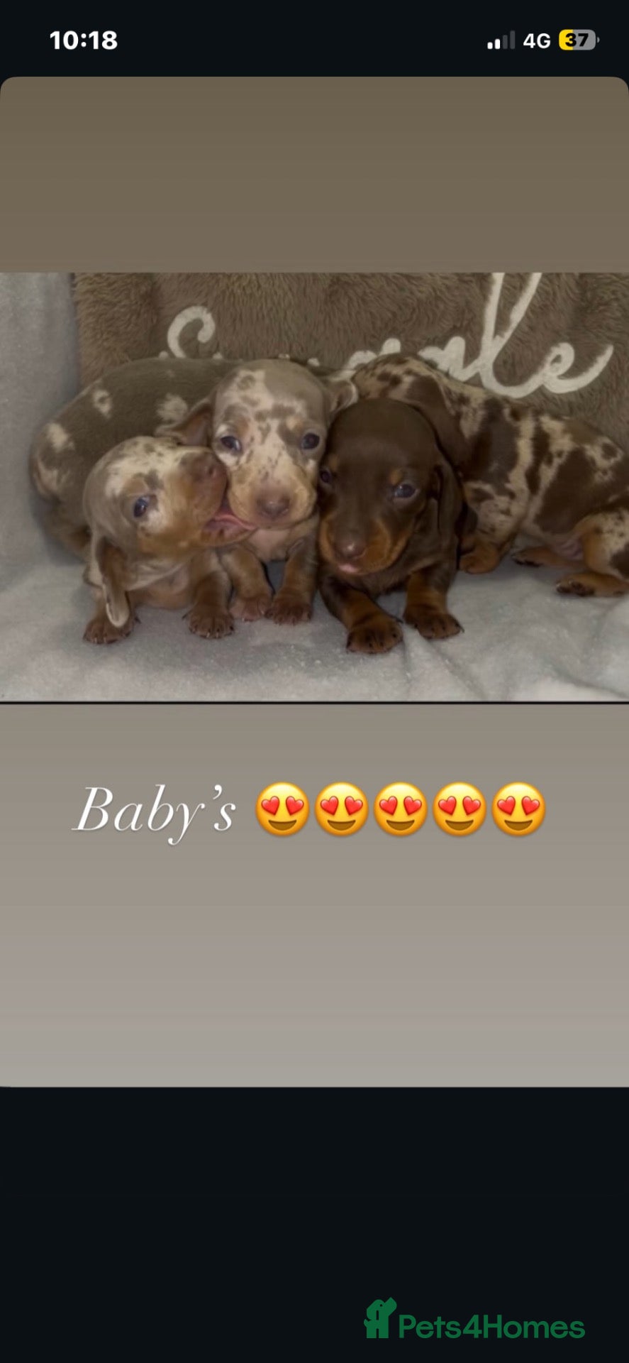 Dachshund dogs Dachshund puppy’s  - Advert 14