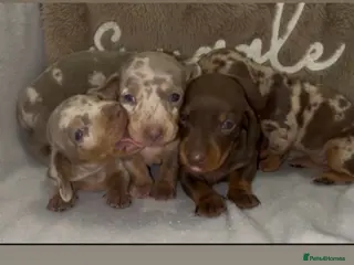 Dachshund dogs Dachshund puppy’s - Advert 1