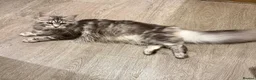 Maine Coon cats for sale: Purebred black sliver maincoon - Advert 12