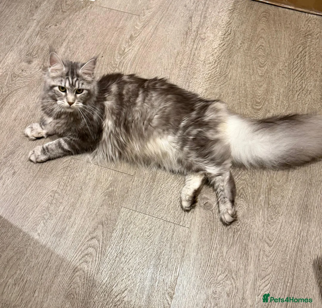 Maine Coon cats for sale: Purebred black sliver maincoon - Advert 12