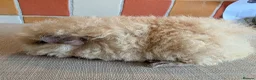 Guinea Pig rodents for sale: Gorgeous alpaca boys looking for their 5* home - Advert 10