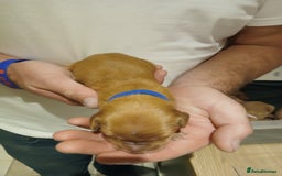 Golden Retriever dogs for sale: Fox Red Golden Retriever Puppies for sale - Image 13