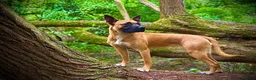 Mixed Breed dogs for sale: Zafina 11 m staffy cross Mali  - Advert 5