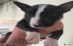 English Bull Terrier dogs for sale: Champion line bull terriers  - Image 19