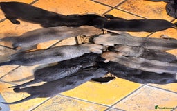 Mixed Breed dogs for sale: 10 Bedlington Whippet Puppies - 6 DOGS 4 BITCHES - Image 9