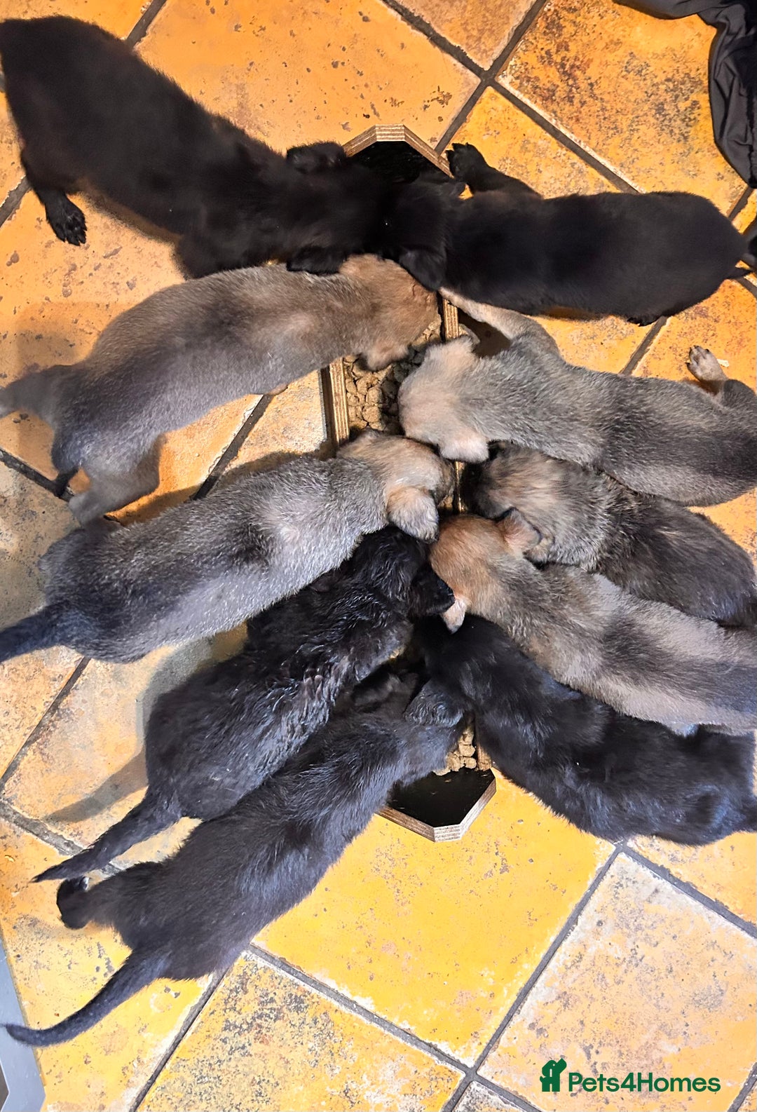 Mixed Breed dogs for sale: 10 Bedlington Whippet Puppies - 6 DOGS 4 BITCHES - Image 9