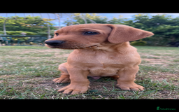 Labrador Retriever dogs for sale: Ready to leave - KC Fox Red Labrador puppies - Image 6
