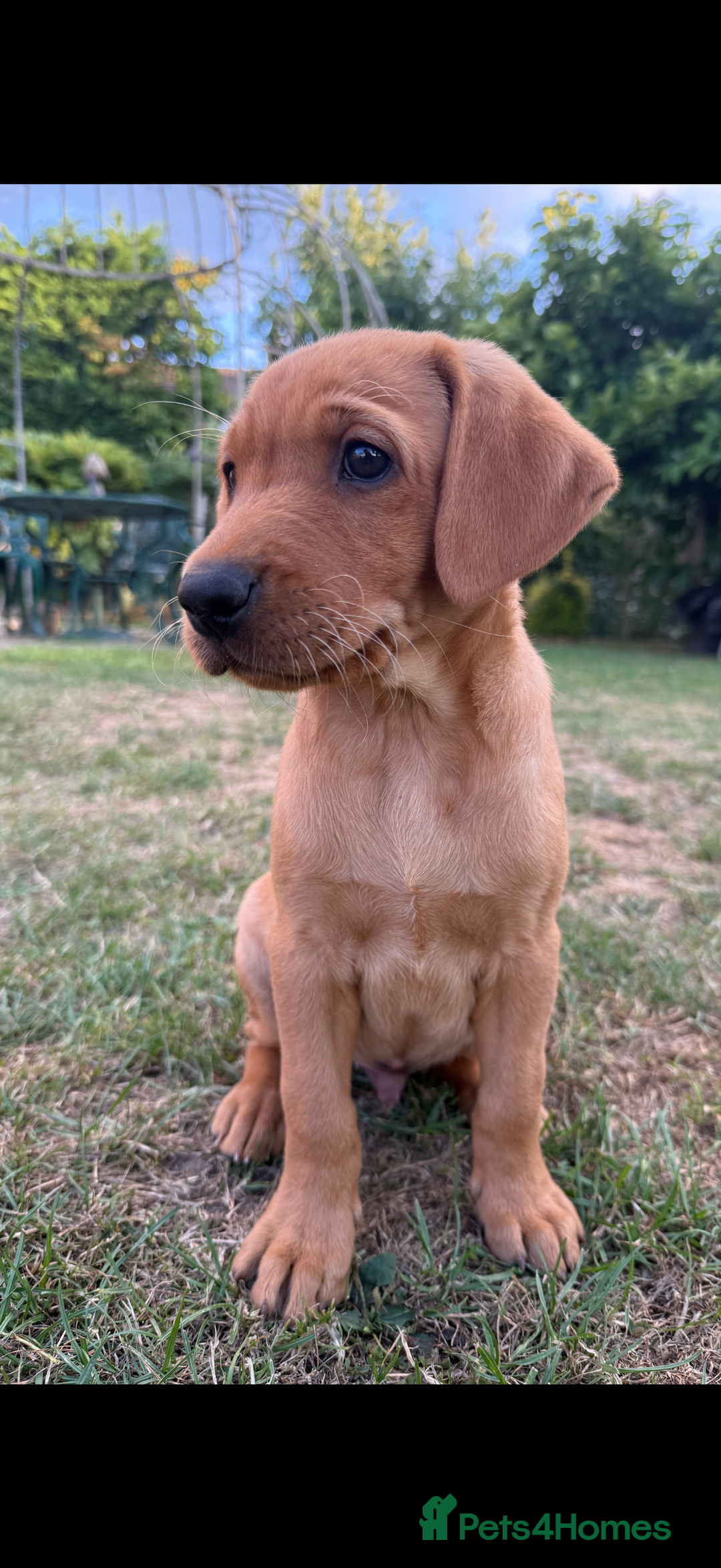Labrador Retriever dogs for sale: Ready to leave - KC Fox Red Labrador puppies - Image 6