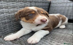 Welsh Collie dogs for sale: Welsh Collie Puppies  - Image 2