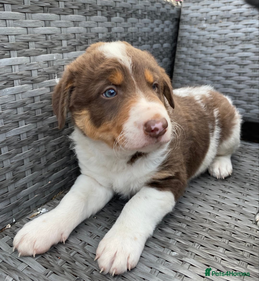 Welsh Collie dogs for sale: Welsh Collie Puppies  - Image 2