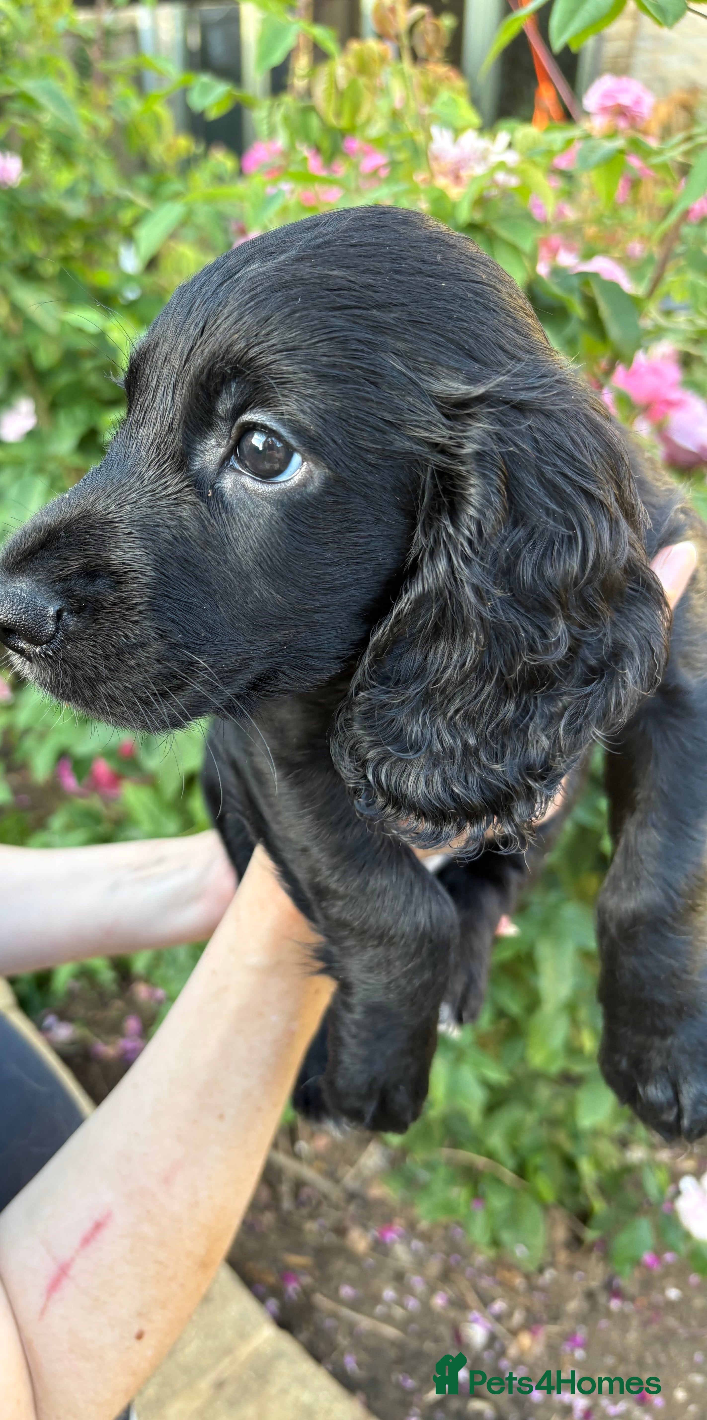 Cocker Spaniel dogs Working Cocker Spaniel Puppies - Advert 1