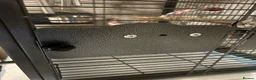 Parakeets birds for sale: Alexandrine parakeet in Bradford - Advert 6