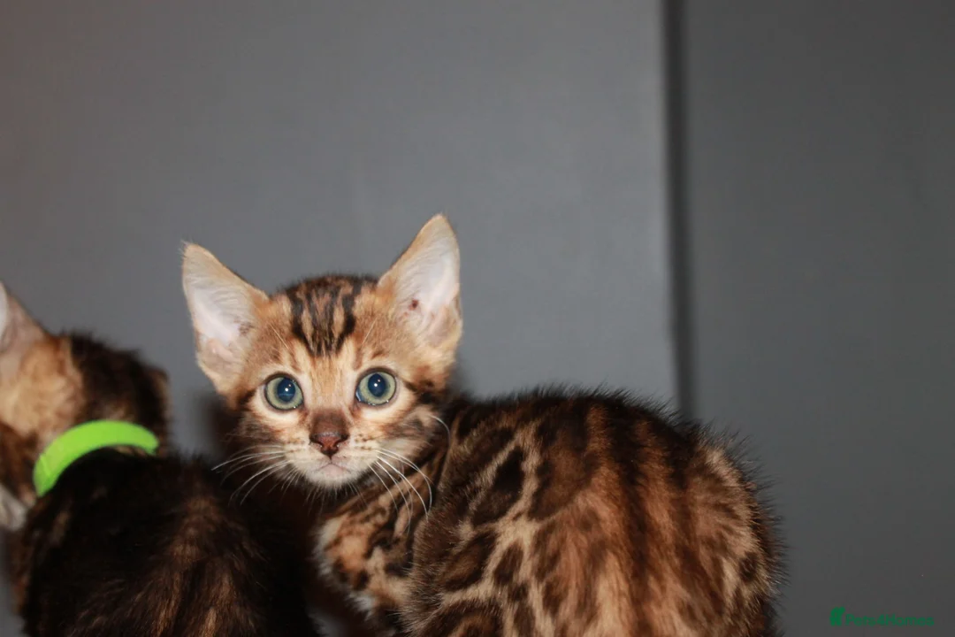 Bengal cats for sale: Four Bengal Kittens for Sale. TICA Pedigree Reg'd - Advert 1