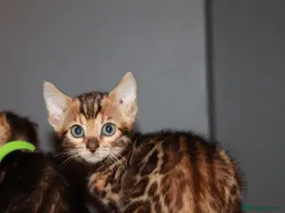 Bengal cats Four Bengal Kittens for Sale. TICA Pedigree Reg'd - Advert 2