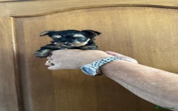 Yorkshire Terrier dogs for sale: Yorkshire terrier puppy  - Image 9