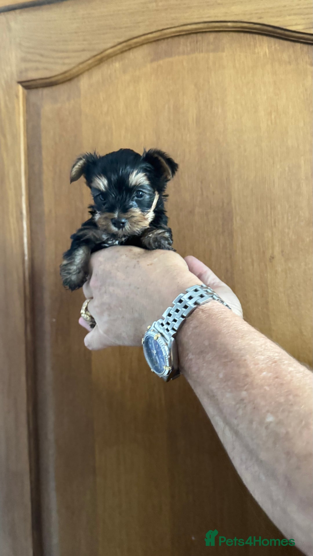 Yorkshire Terrier dogs for sale: Yorkshire terrier puppy  - Image 9