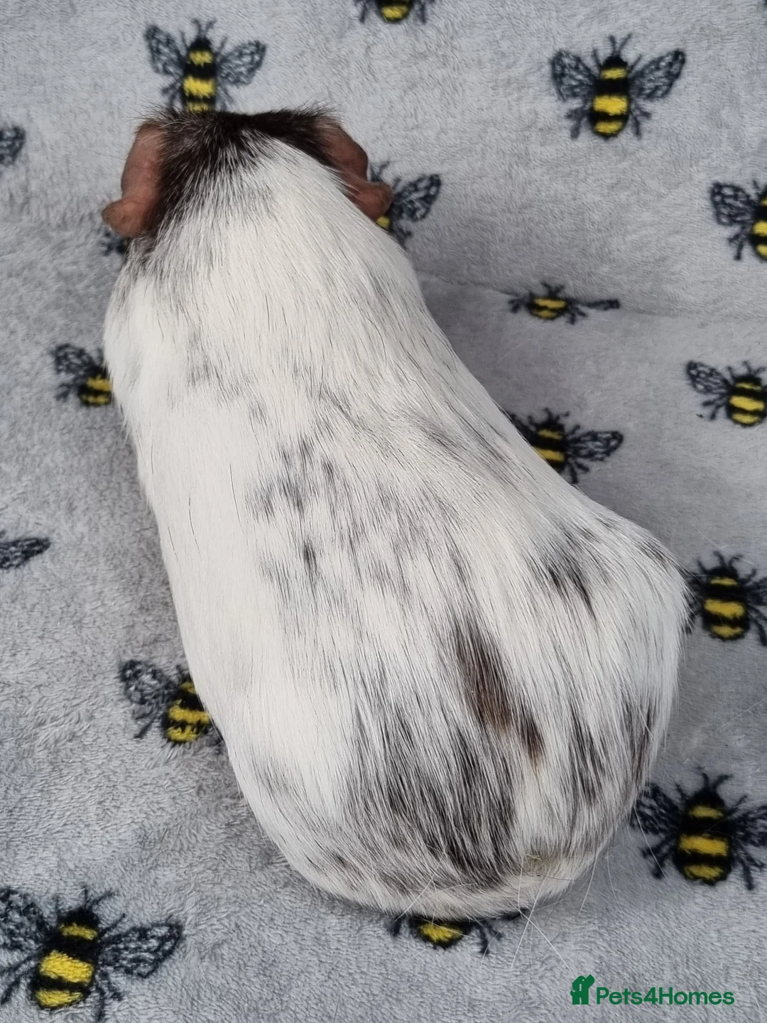 Guinea Pig rodents for sale: Bonded Male Guinea Pigs - Reggie and Charlie in Llangefni - Advert 10