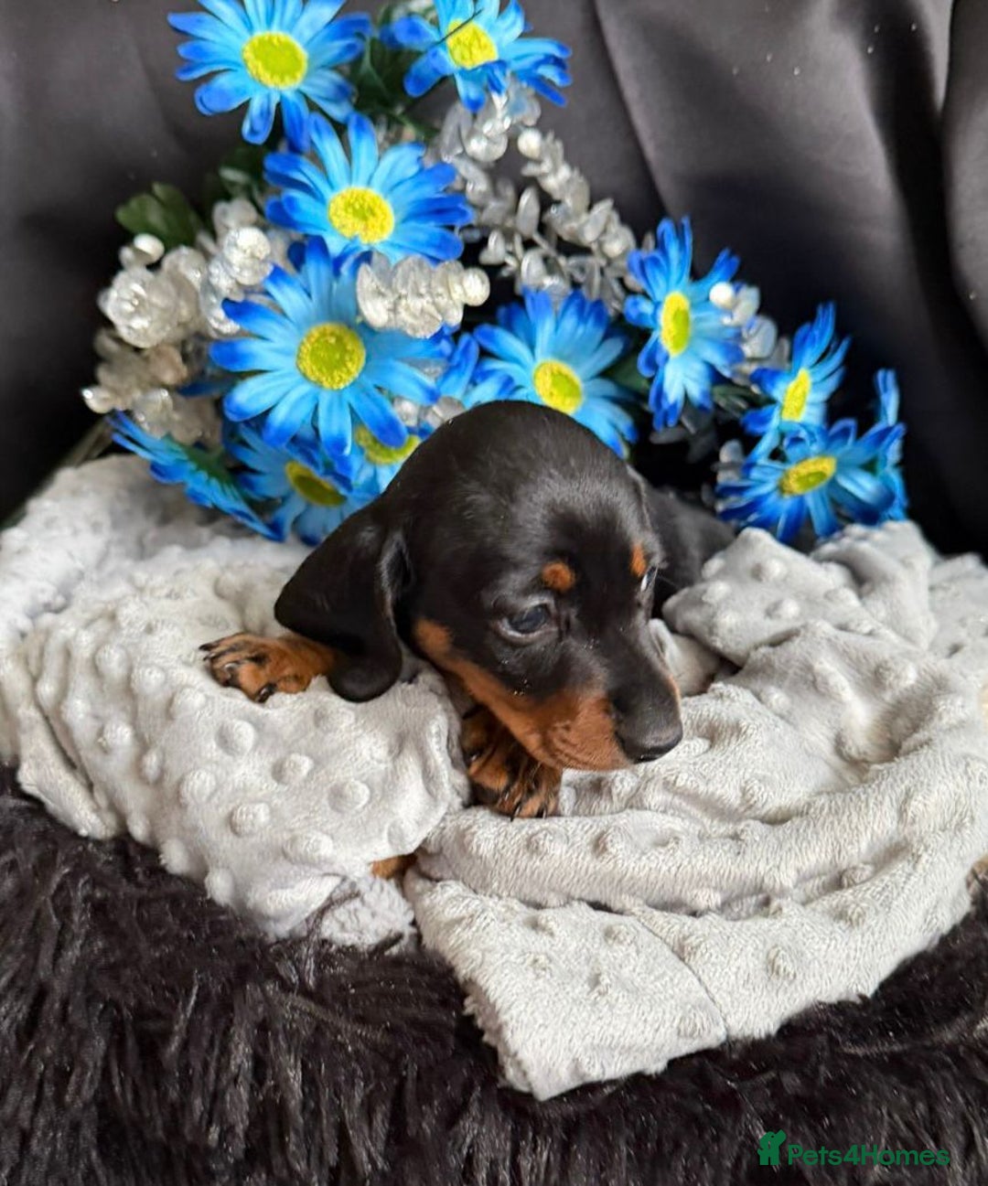 Dachshund dogs for sale: KC registration dachshund  - Image 2