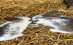 English Lop rabbits for sale: Lop eared bunnies - Image 5