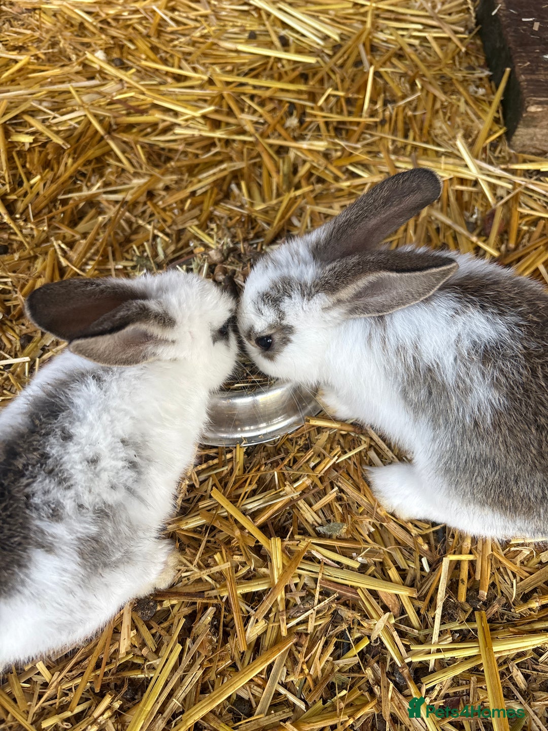 English Lop rabbits for sale: Lop eared bunnies - Image 5
