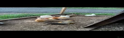 Mixed Breed birds for sale: Peacocks  - Advert 2