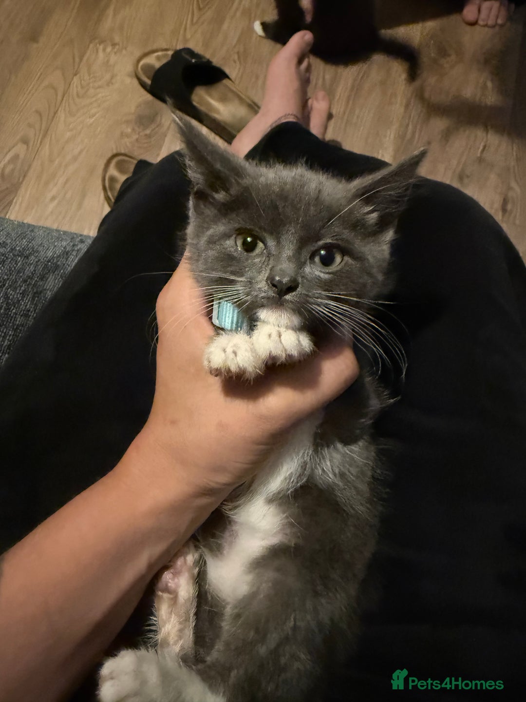 Mixed Breed cats for sale: Kittens  - Image 8