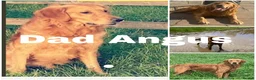 Golden Retriever dogs for sale: Stunning KC registered dark puppies - Advert 12