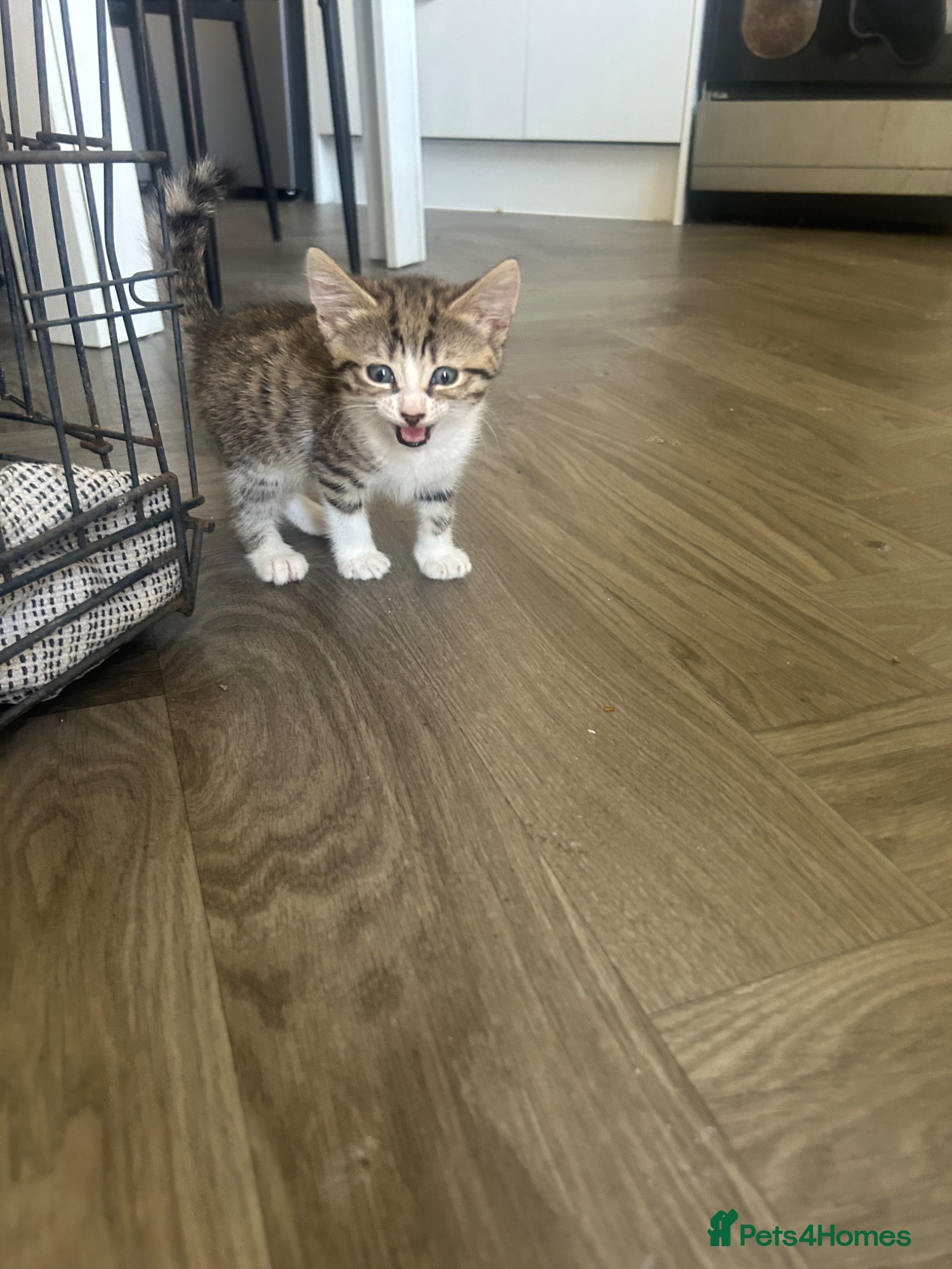 Norwegian Forest Cat cats £250 Norwegian Forrest long haired female left  - Advert 5