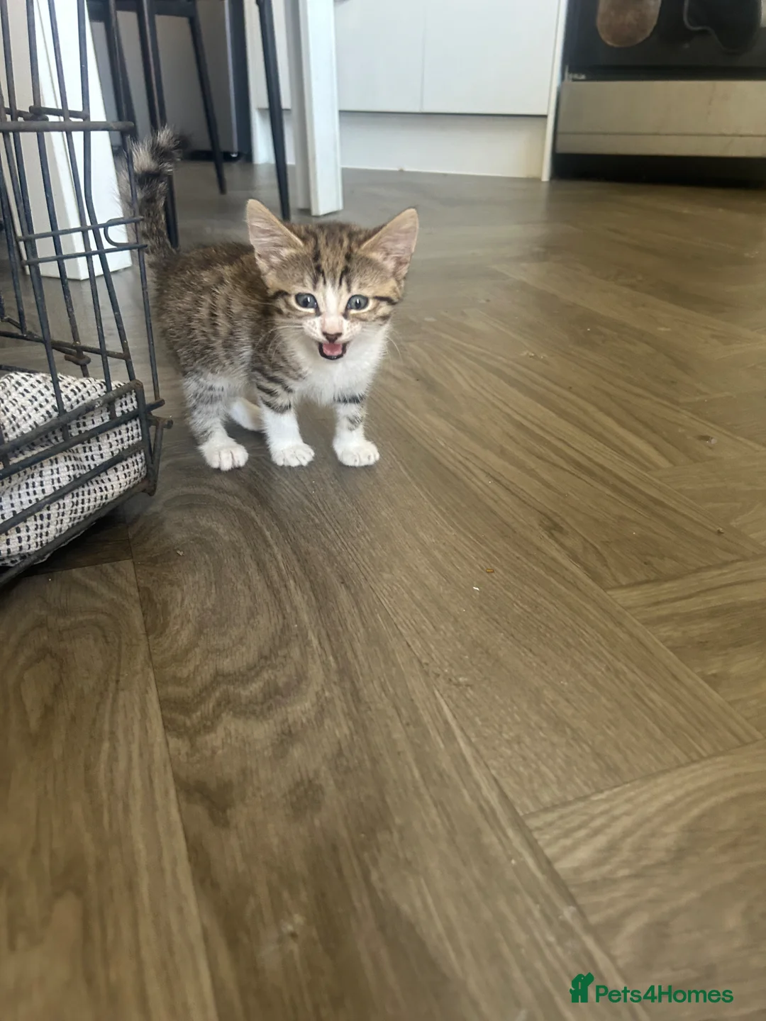 Norwegian Forest Cat cats for sale: 1 Norwegian Forrest long haired female left  - Advert 2