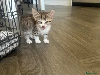 Norwegian Forest Cat cats £250 Norwegian Forrest long haired female left - Advert 5