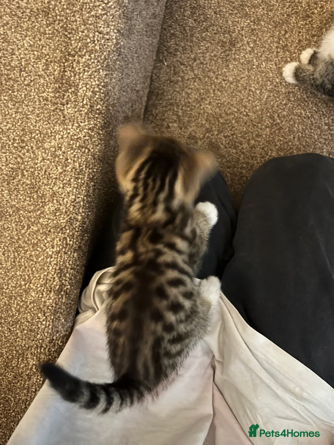 Mixed Breed cats for sale: Kittens ready this week  - Advert 8