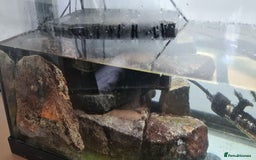 Turtle reptiles for sale: Turtle and setup - Image 7