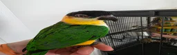 Parrots birds for sale: Black headed caique  in Sheerness - Advert 3